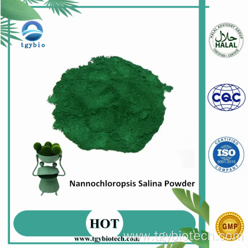 Supply Nannochloropsis Powder Nannochloropsis Salina Powder